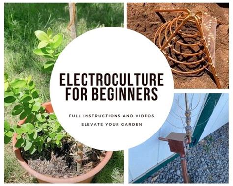 Electroculture, or electro-horticulture, is the study and practice of using electricity to stimulate plant growth. French agricultural engineer Georges Lakhovsky first introduced this technique in the 1920s. Lakhovsky believed plants could absorb energy from their surroundings, including electromagnetic fields. 